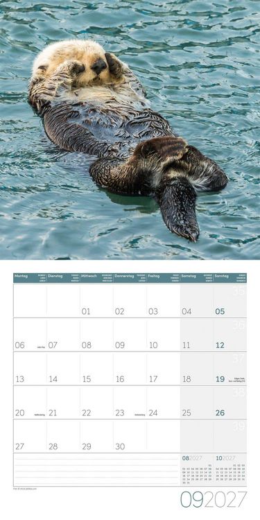 Produktbild: Otter Kalender 2027 - 30x30 - Art12