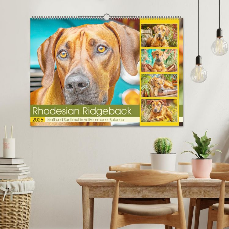 Produktbild: Rhodesian Ridgeback. Kraft und Sanftmut in vollkommener Balance (Wandkalender 2026 DIN A2 quer), CALVENDO Monatskalender