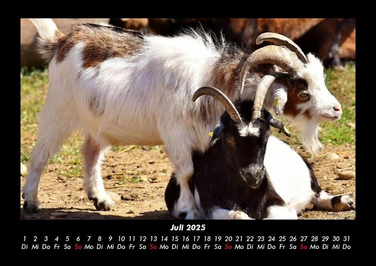 Produktbild: Welt der Tiere 2025 Fotokalender DIN A3
