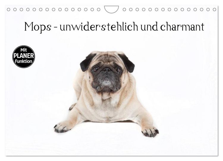 Produktbild: Mops - unwiderstehlich und charmant (Wandkalender 2026 DIN A4 quer), CALVENDO Monatskalender
