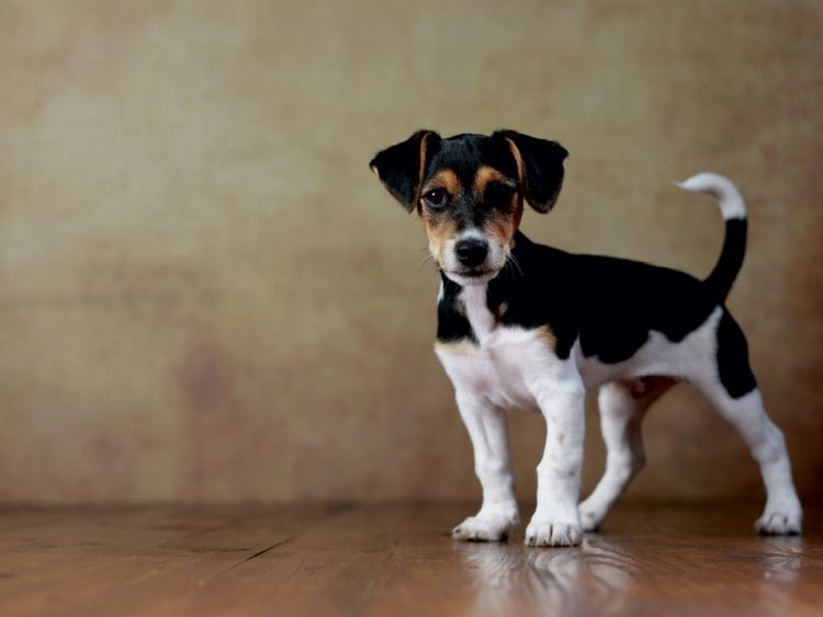 Produktbild: Liu - Jack Russell Terrier, 10 Wochen (Puzzle)