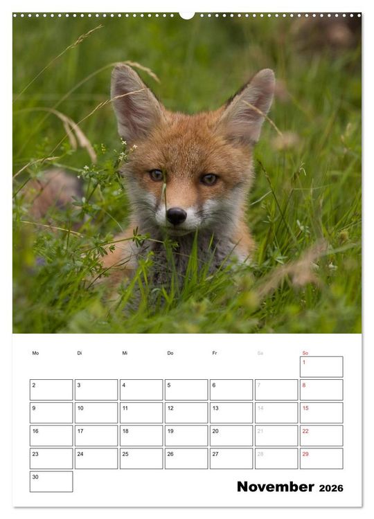 Produktbild: Rotfuchs - Impressionen (hochwertiger Premium Wandkalender 2026 DIN A2 hoch), Kunstdruck in Hochglanz