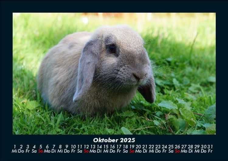 Produktbild: Haustierkalender 2025 Fotokalender DIN A5