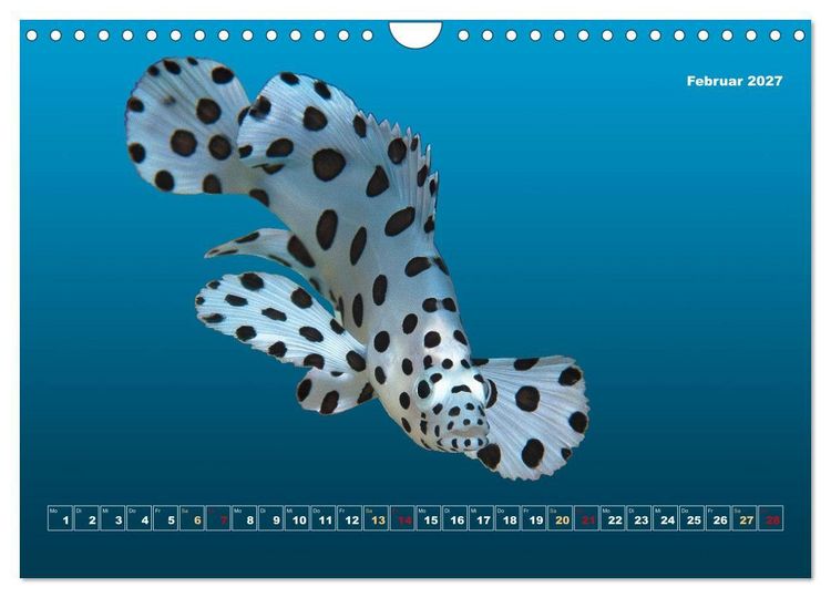 Produktbild: Unterwasser-Galerie (Wandkalender 2027 DIN A4 quer), CALVENDO Monatskalender