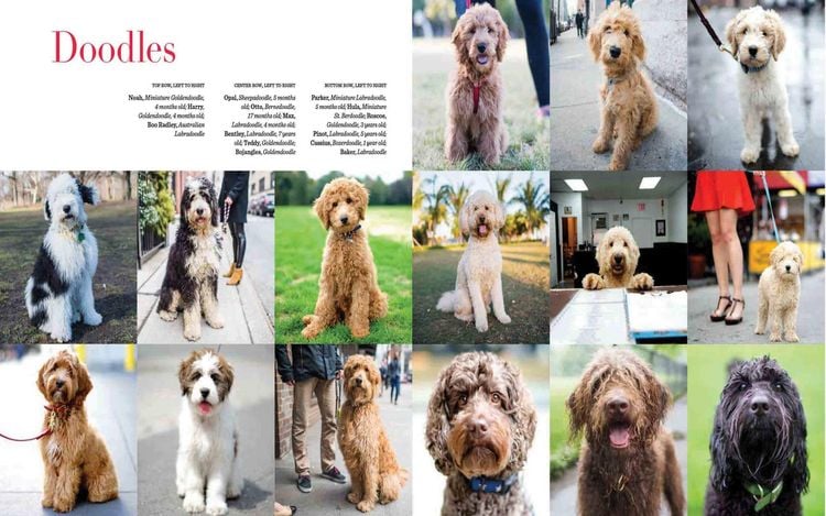 Produktbild: The Dogist