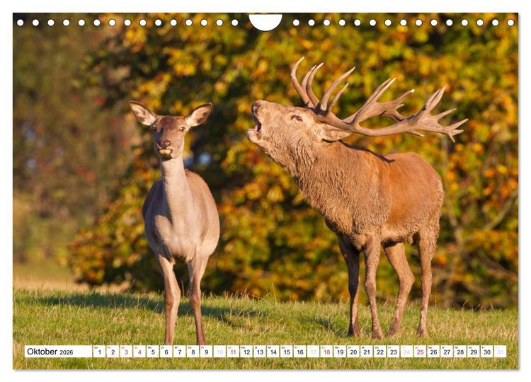 Produktbild: Tiermomente (Wandkalender 2026 DIN A4 quer), CALVENDO Monatskalender