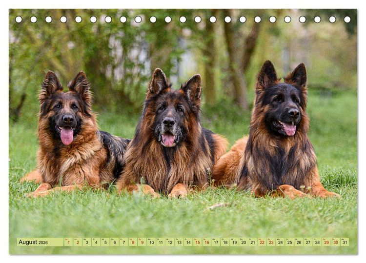 Produktbild: Altdeutsche Sch&auml;ferhunde - Traumhafte Sch&auml;ferhunde Langstockhaar (Tischkalender 2026 DIN A5 quer), CALVENDO Monatskalender