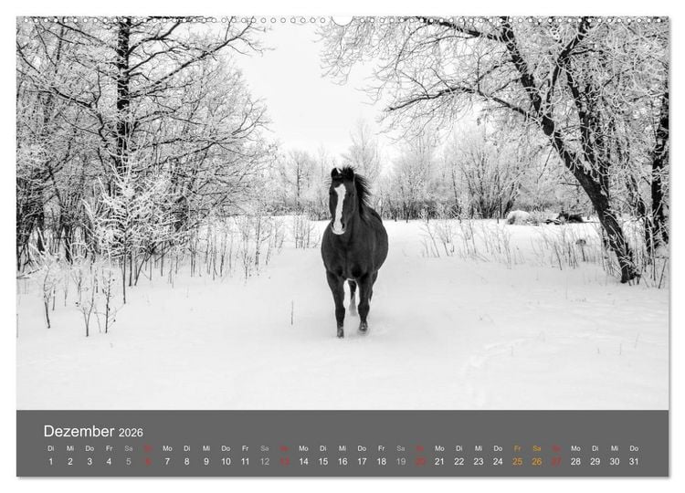 Produktbild: Tierische Augenblicke in Schwarz-Wei&szlig; (hochwertiger Premium Wandkalender 2026 DIN A2 quer), Kunstdruck in Hochglanz