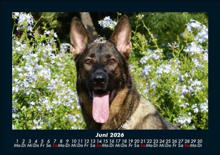 Produktbild: Der Hundekalender 2026 Fotokalender DIN A5