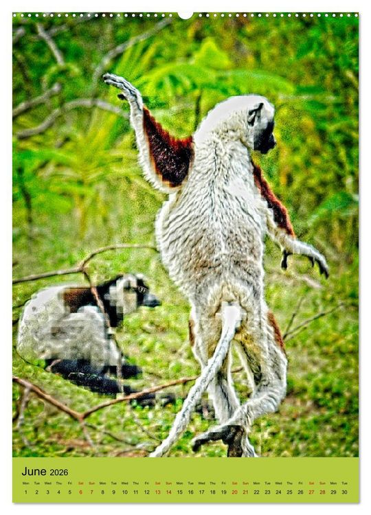 Produktbild: Adorable lemurs (Wall Calendar 2026 DIN A2 portrait), CALVENDO 12 Month Wall Calendar
