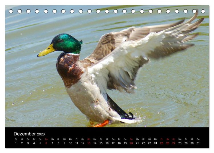 Produktbild: Duck Power (Tischkalender 2026 DIN A5 quer), CALVENDO Monatskalender