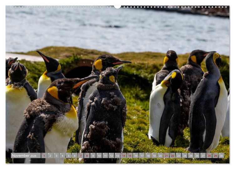 Produktbild: Einfach liebenswert diese Pinguine (Wandkalender 2026 DIN A2 quer), CALVENDO Monatskalender