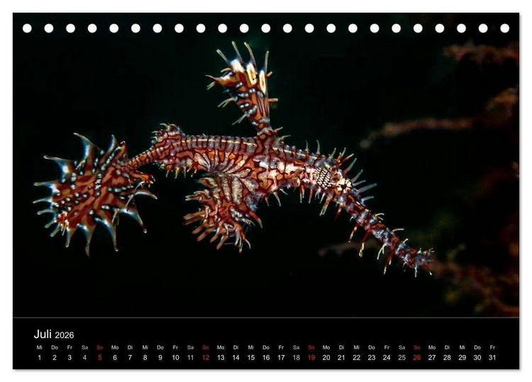 Produktbild: Faszination Makro Unterwasser (Tischkalender 2026 DIN A5 quer), CALVENDO Monatskalender