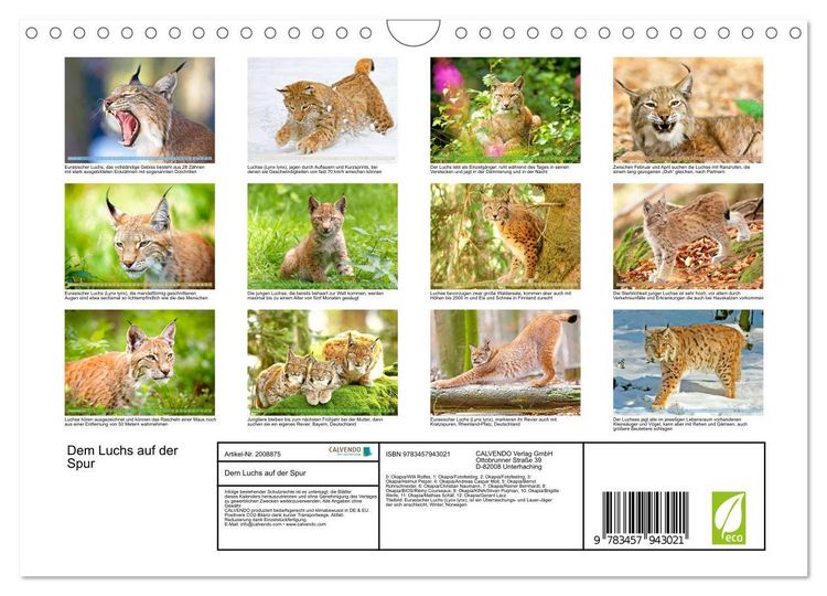 Produktbild: Dem Luchs auf der Spur (Wandkalender 2026 DIN A4 quer), CALVENDO Monatskalender