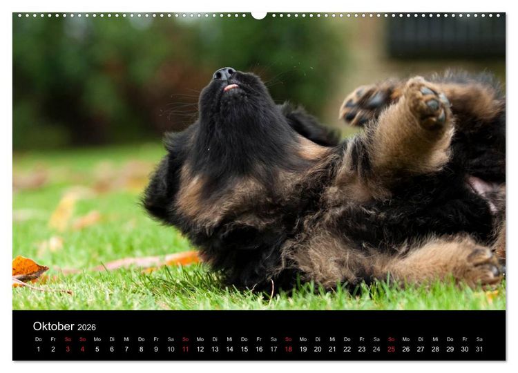Produktbild: Deutscher Sch&auml;ferhund - Welpen (Wandkalender 2026 DIN A2 quer), CALVENDO Monatskalender