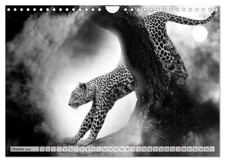 Produktbild: Wilde Tiere in schwarz-wei&szlig; (Wandkalender 2026 DIN A4 quer), CALVENDO Monatskalender