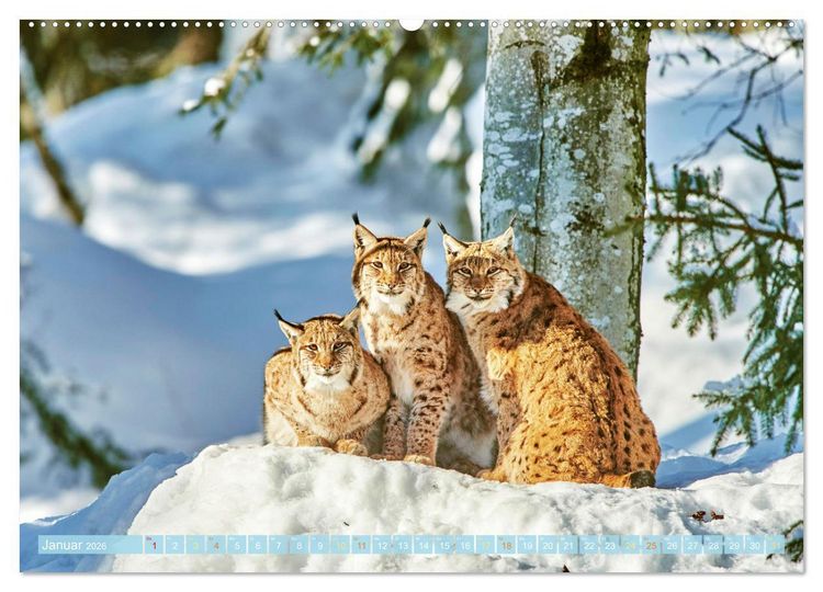 Produktbild: Arber, Rachel und Lusen: Der Hintere Bayerische Wald (Wandkalender 2026 DIN A2 quer), CALVENDO Monatskalender