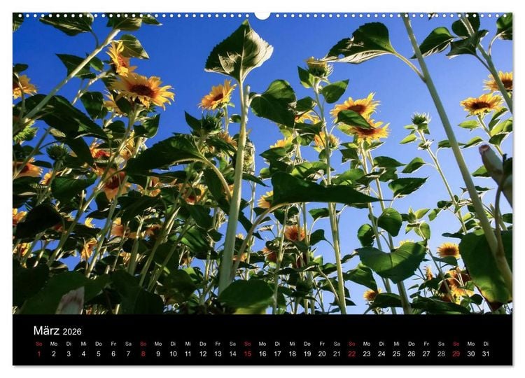 Produktbild: Sonnenblumen (Wandkalender 2026 DIN A2 quer), CALVENDO Monatskalender