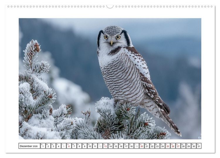 Produktbild: Eulen aus aller Welt - Faszinierende J&auml;ger der Nacht (Wandkalender 2026 DIN A2 quer), CALVENDO Monatskalender
