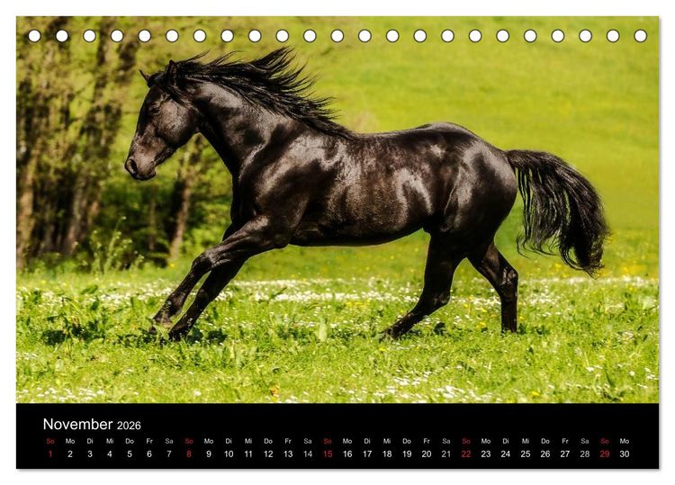 Produktbild: Pferde Tr&auml;ume (Tischkalender 2026 DIN A5 quer), CALVENDO Monatskalender