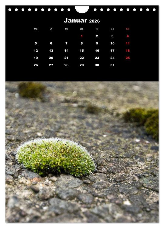 Produktbild: Die Welt der Moose. Ein Blick nach unten (Wandkalender 2026 DIN A4 hoch), CALVENDO Monatskalender