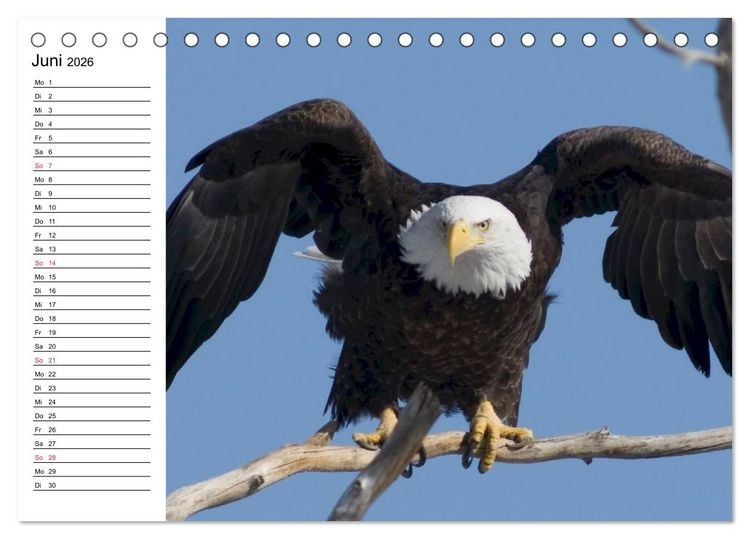 Produktbild: Wei&szlig;kopfseeadler. Symbol der Freiheit (Tischkalender 2026 DIN A5 quer), CALVENDO Monatskalender