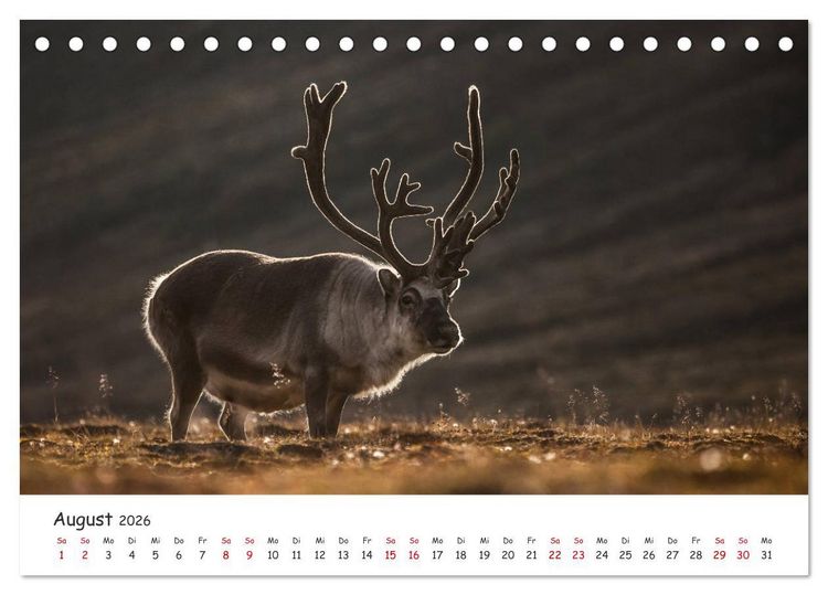 Produktbild: Rentiere (Tischkalender 2026 DIN A5 quer), CALVENDO Monatskalender