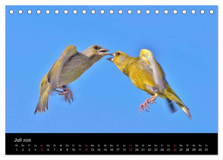 Produktbild: Singv&ouml;gel in Deutschland (Tischkalender 2026 DIN A5 quer), CALVENDO Monatskalender