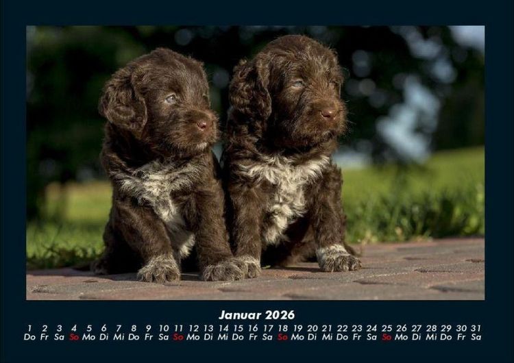 Produktbild: Welpen 2026 Fotokalender DIN A4