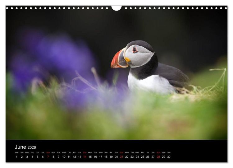 Produktbild: ATLANTIC PUFFINS OF SCOTLAND (Wall Calendar 2026 DIN A3 landscape), CALVENDO 12 Month Wall Calendar