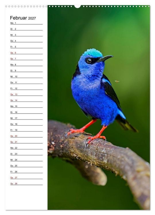 Produktbild: Costa Rica - Magische Tiere des Regenwaldes (Wandkalender 2027 DIN A2 hoch), CALVENDO Monatskalender