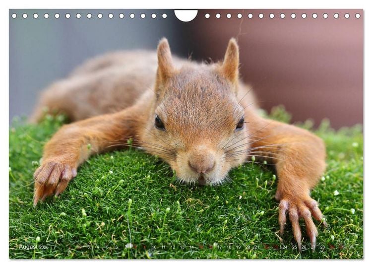 Produktbild: Eichh&ouml;rnchen in zauberhaften Posen (Wandkalender 2026 DIN A4 quer), CALVENDO Monatskalender