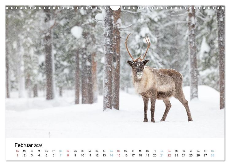 Produktbild: Tierwelt Skandinaviens (Wandkalender 2026 DIN A3 quer), CALVENDO Monatskalender