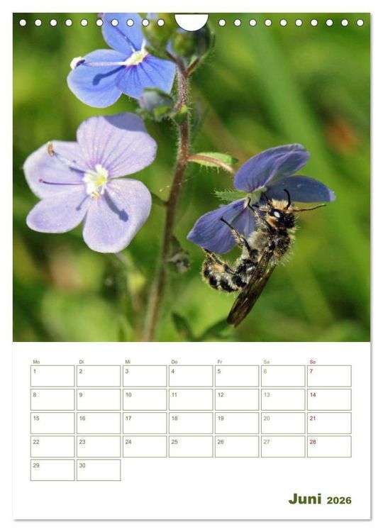 Produktbild: Wildbienen-Terminplaner 2026 (Wandkalender 2026 DIN A4 hoch), CALVENDO Monatskalender