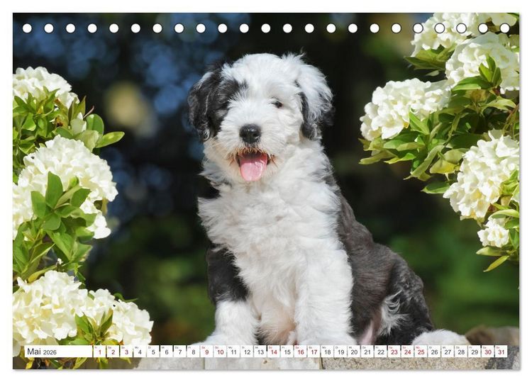 Produktbild: In der Kinderstube bei Familie Bobtail (Tischkalender 2026 DIN A5 quer), CALVENDO Monatskalender