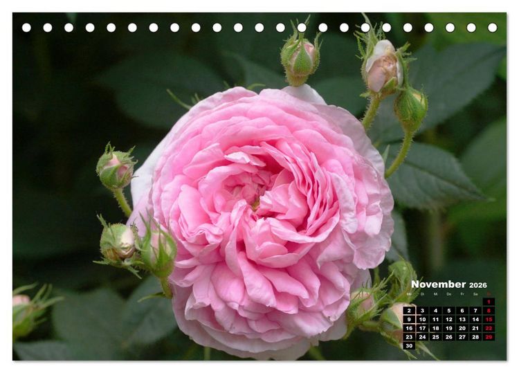 Produktbild: Magie der Rosen (Tischkalender 2026 DIN A5 quer), CALVENDO Monatskalender
