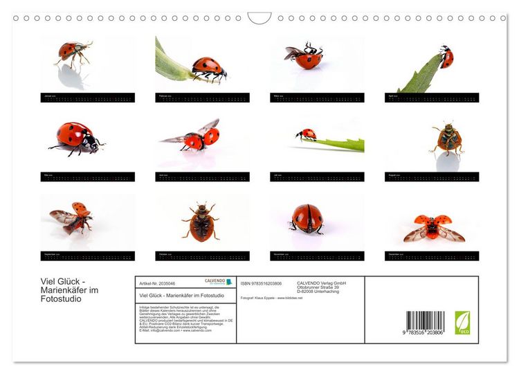 Produktbild: Viel Gl&uuml;ck - Marienk&auml;fer im Fotostudio (Wandkalender 2026 DIN A3 quer), CALVENDO Monatskalender