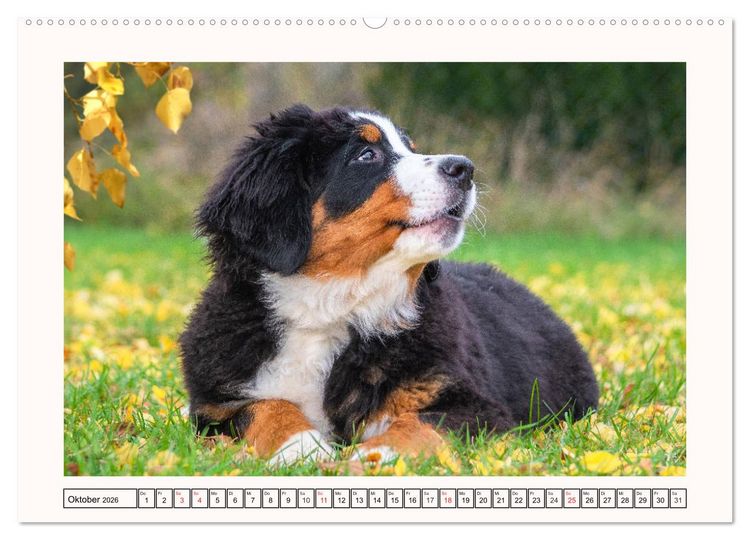 Produktbild: Berner Sennenhunde - Tr&auml;umereien (Wandkalender 2026 DIN A2 quer), CALVENDO Monatskalender