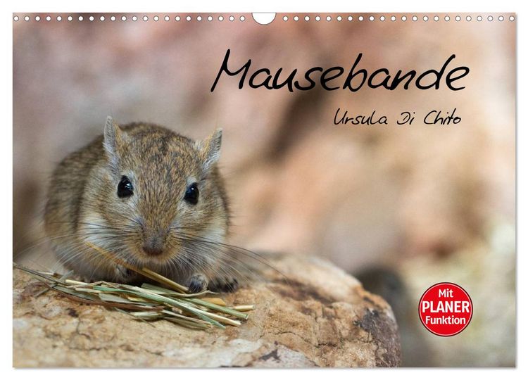 Produktbild: Mausebande (Wandkalender 2026 DIN A3 quer), CALVENDO Monatskalender