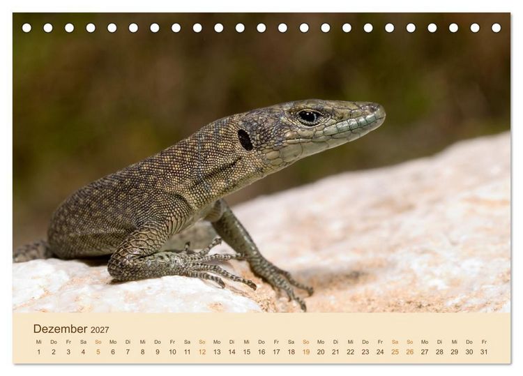 Produktbild: Eidechsen Europas (Tischkalender 2027 DIN A5 quer), CALVENDO Monatskalender