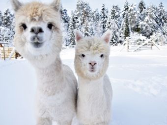 Produktbild: CALVENDO Puzzle Alpakas Schneegest&ouml;ber | 1000 Teile Lege-Gr&ouml;&szlig;e 64x48cm Foto-Puzzle f&uuml;r gl&uuml;ckliche Stunden