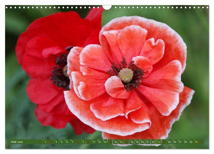 Produktbild: La beaut&eacute; des fleurs (Calendrier mural 2026 DIN A3 vertical), CALVENDO calendrier mensuel