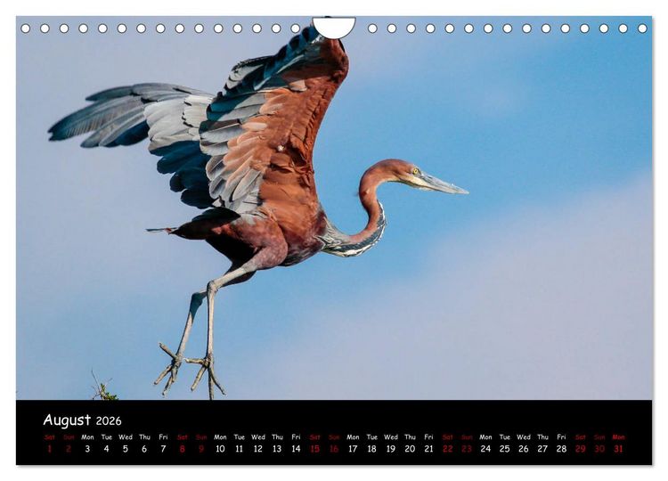 Produktbild: Birds of South Africa (Wall Calendar 2026 DIN A4 landscape), CALVENDO 12 Month Wall Calendar