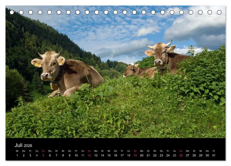 Produktbild: Gl&uuml;ckliches Rindvieh 2026 (Tischkalender 2026 DIN A5 quer), CALVENDO Monatskalender