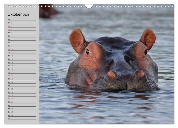 Produktbild: Nash&ouml;rner und Flusspferde (Wandkalender 2026 DIN A3 quer), CALVENDO Monatskalender