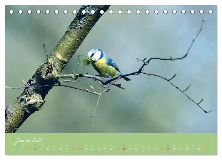 Produktbild: Die Blaumeise, Gast in unserem Garten (Tischkalender 2026 DIN A5 quer), CALVENDO Monatskalender