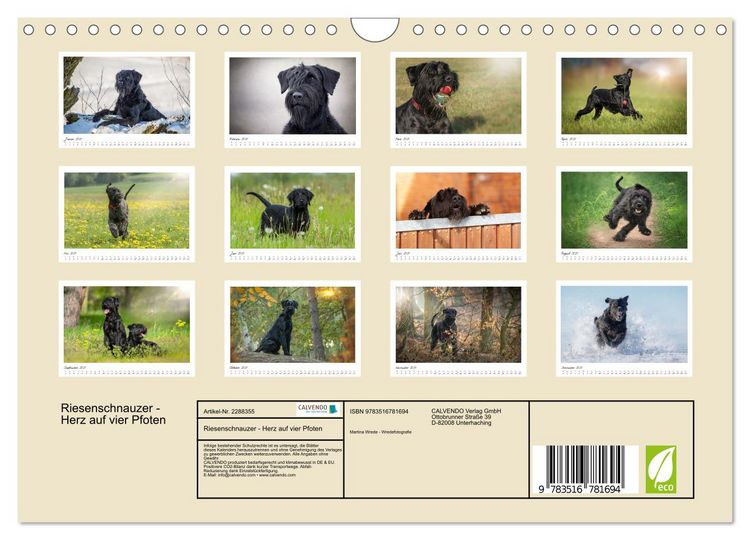 Produktbild: Riesenschnauzer - Herz auf vier Pfoten (Wandkalender 2027 DIN A4 quer), CALVENDO Monatskalender