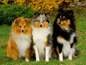 Produktbild: CALVENDO Puzzle Ein Motiv aus dem Kalender Sheltie 2017 | 1000 Teile Lege-Gr&ouml;&szlig;e 64x48cm Foto-Puzzle f&uuml;r gl&uuml;ckliche Stunden