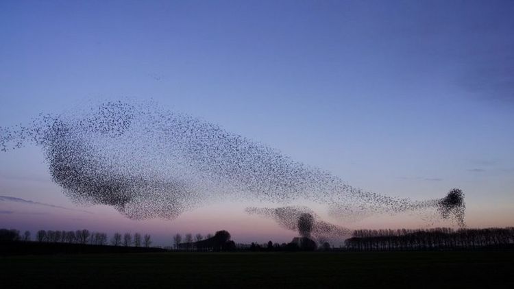 Produktbild: Vogelperspektiven (Special Edition)