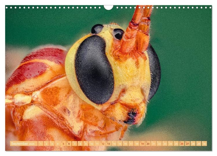 Produktbild: Extreme Makroaufnahmen - Insekten so nah wie nie (Wandkalender 2026 DIN A3 quer), CALVENDO Monatskalender
